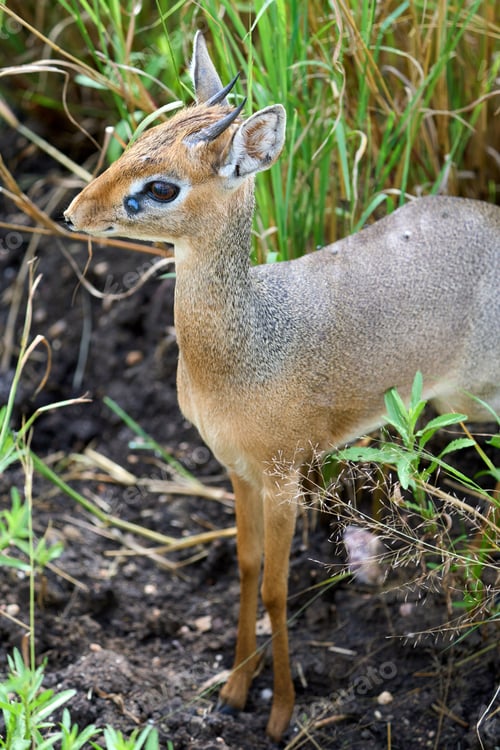 Preview: Close-up of a baby gazelle in the savannah