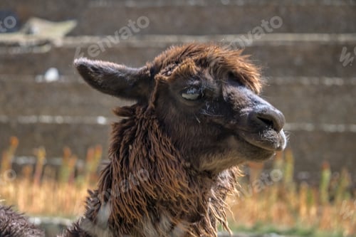 Preview: Llama at Ollantaytambo Inca ruins and Terraces - Ollantaytambo, Sacred Valley, Peru