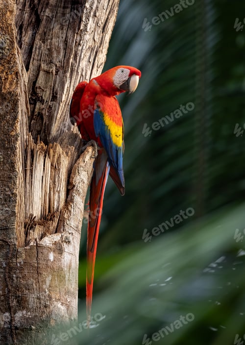 Preview: Scarlet Macaw in the Rainforest of Costa Rica