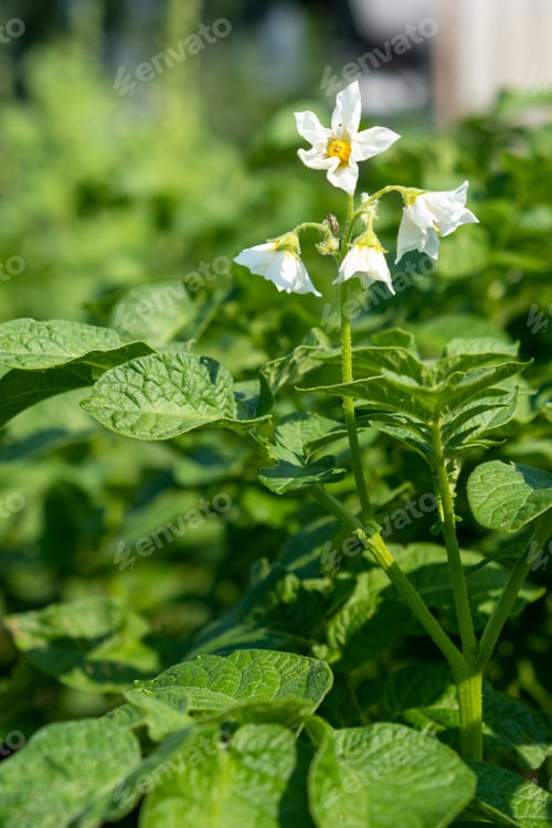 Preview: Flowering potato. Potato flowers blossom in sunlight grow in plant.