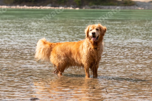 Preview: Happy golden retriever dog standing in river water