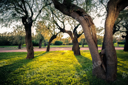 Preview: Olive trees at sunset, Italy