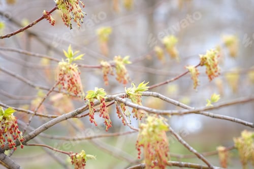 Preview: Bright gentle delicate natural spring background with blooming, inflorescences, buds on a tree.