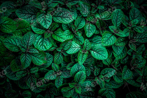 Preview: Nature View Of Green Leaf Background, Dark Wallpaper Concept.