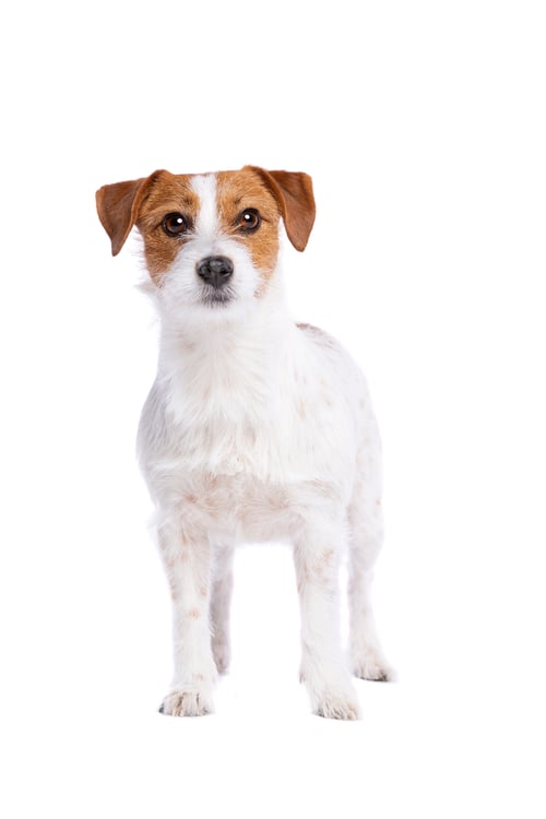 Preview: dog