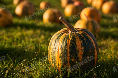 Preview: Striped pumpkin sitting in soft green grass during fall.