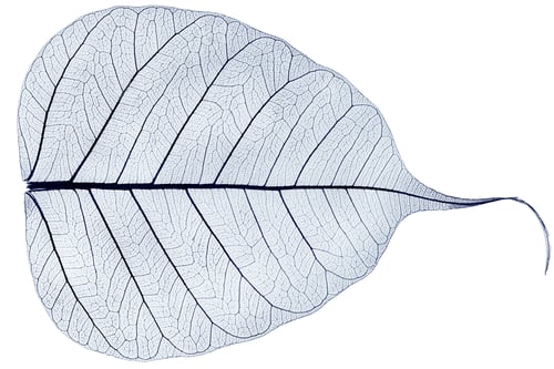 Preview: one blue transparent dried fallen leaf
