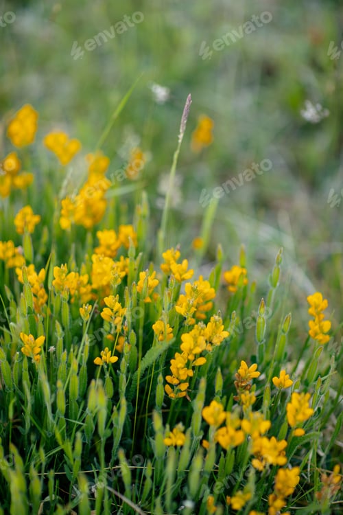 Preview: many yellow wildflowers in the sunlight