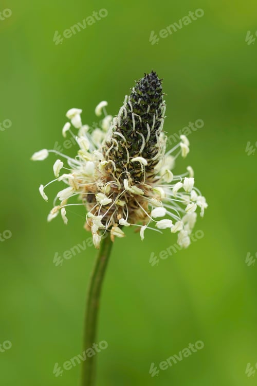 Preview: Vertical closeup of the white Ribwort Plantain wildflower, Plantago lanceolata