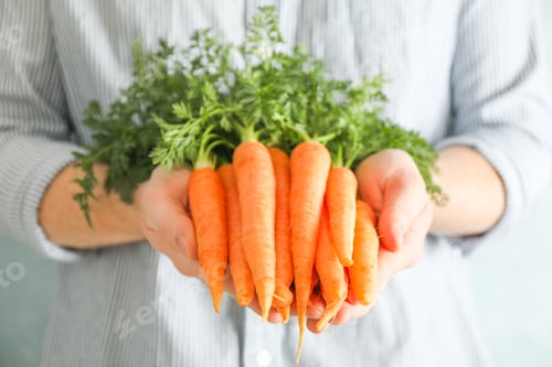 Preview: Farmer man holding ripe carrots with tops in his hands