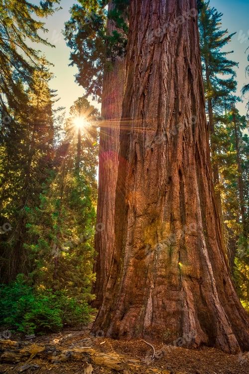 Preview: Sequoia Sunrise, General Grant Grove, Sequoia & Kings Canyon National Park