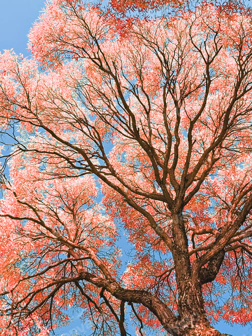 Preview: Bottom view of red tall tree crowns against blue sky. Natural autumnal background.