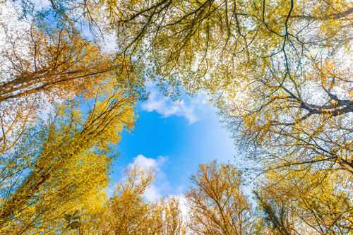 Preview: Tree branches with yellow autumn leaves against a blue sky