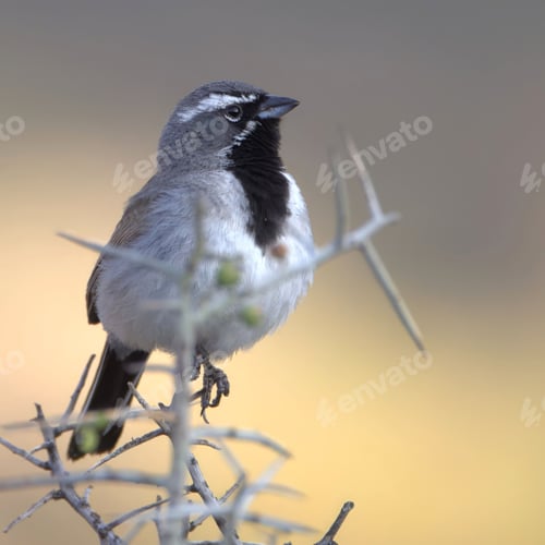 Preview: Black-throated Sparrow perched, observing its surroundings
