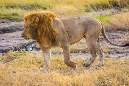 Preview: An impressive lion walking in the Masai Mara. Kenya