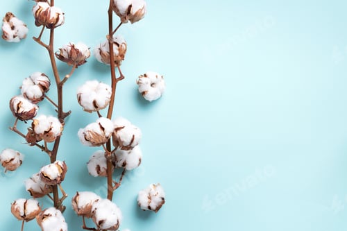 Preview: Cotton flower branch on blue background with copy space. Top view. Flat lay. Flowers composition