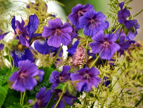 Preview: Blue Geranium