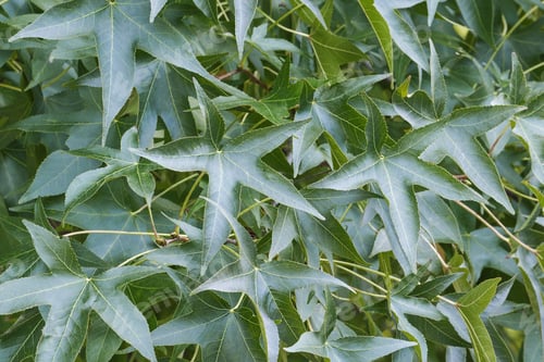 Preview: American Sweetgum (Liquidambar Styraciflua). Called Redgum, Sweet Gum, Satinwood, Hazel Pine