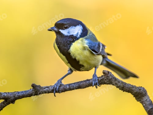 Preview: Great tit autumn background