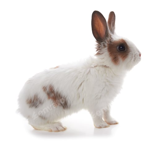 Preview: rabbit