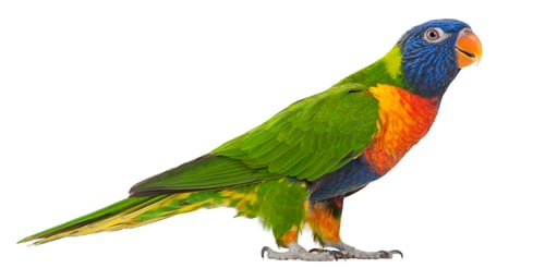 Preview: Rainbow Lorikeet, Trichoglossus haematodus, 3 years old, standing in front of white background