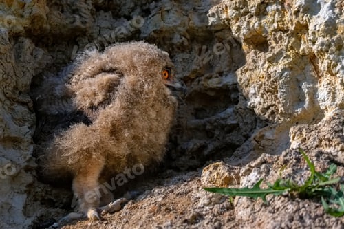 Preview: Nestling of Eurasian eagle-owl or Bubo in steppe