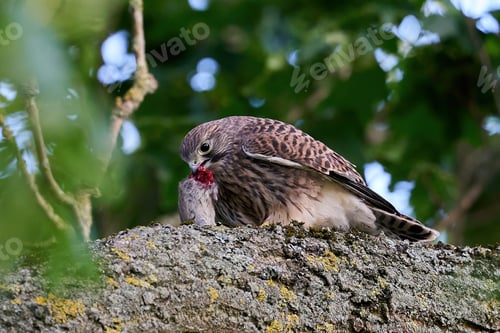 Preview: Common kestrel (Falco tinnunculus)