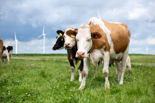 Preview: Cows grazing in a field with wind turbines in the background