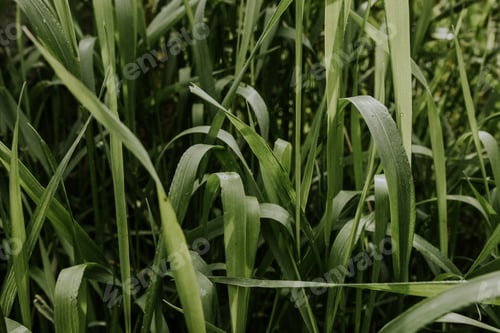 Preview: Green grass texture