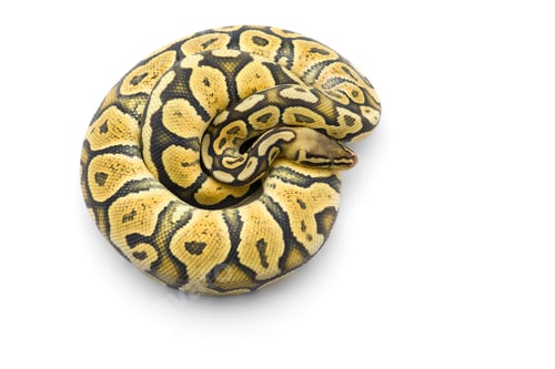 Preview: The royal python isolated on white background