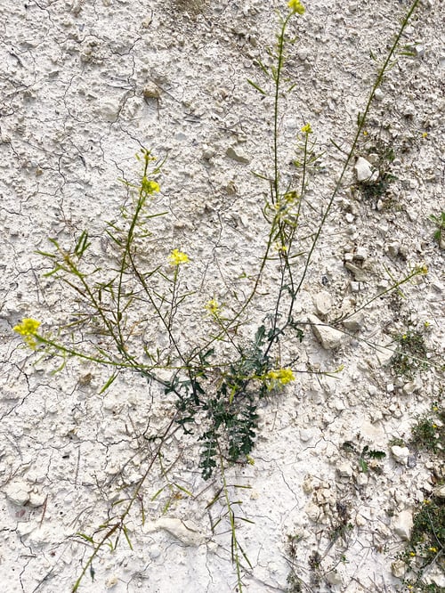 Preview: Small plant with flowers grimy on the dry soil