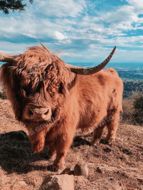 Preview: Nature, wild animals, blue sky, bull, countryside, agriculture, farm life, moments in nature, clouds