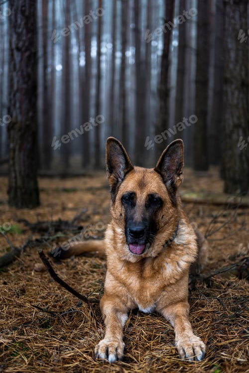 Preview: Senior German Shepherd Dog Portrait in Forest