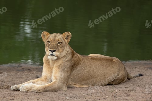 Preview: A lioness, Panthera leo, lying next to a dam.
