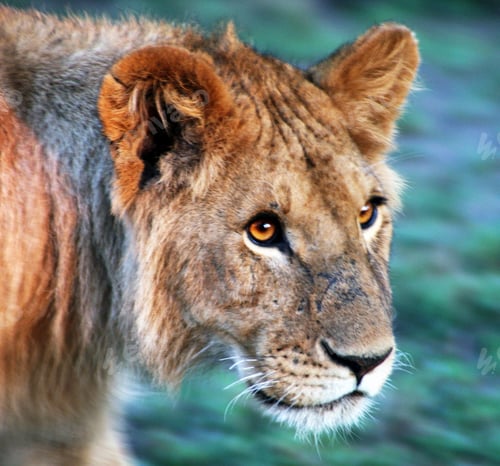 Preview: Best wildlife experiences in the world