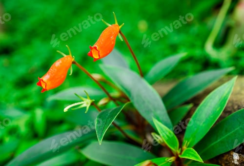 Preview: Nepenthe tropical carnivore plant. Venus Flytrap flowers