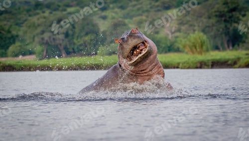 Preview: African hippopotamus emerges from a body of water with a powerful splash