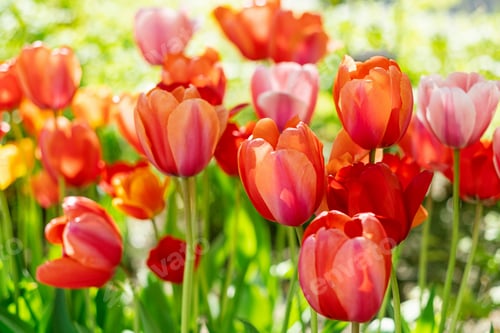 Preview: beautiful red and pink tulip flowers in garden