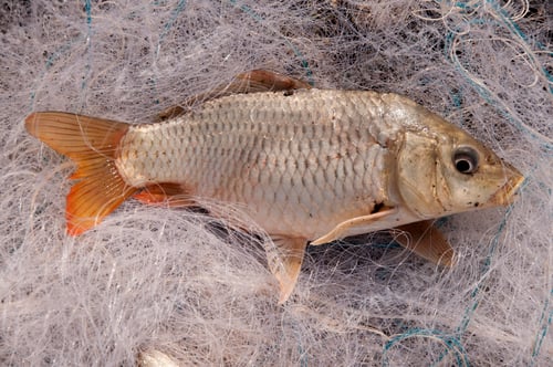 Preview: Fresh fish in a fishing nets.
