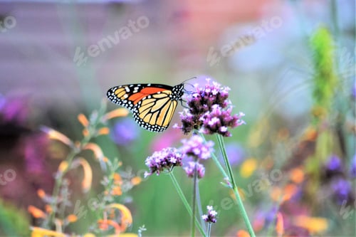 Preview: Colorful nature
