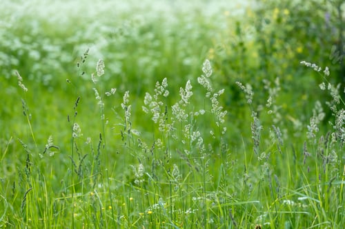 Preview: Abstract summer background with fresh green grass hedgehog cereals, Dactylis glomerata