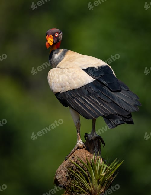 Preview: A King Vulture in Costa Rica