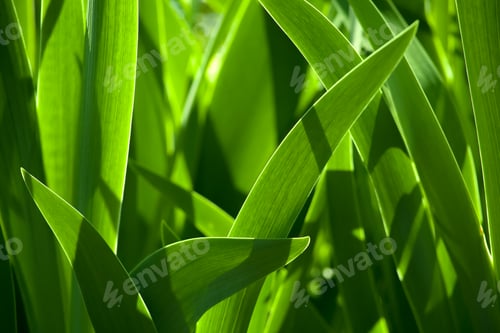 Preview: Green grass blur in the background of bright sunlight from the back