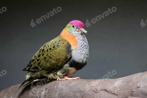 Preview: close up portrait of a beautiful superb fruit dove (Ptilinopus superbus)