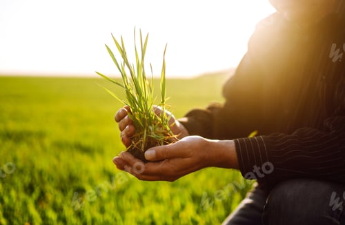 Preview: Farmer check his crop plant in the field. Farmer examining young wheat crop plant in agricultural.