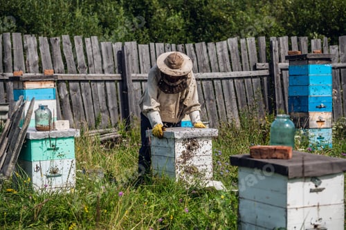 Preview: Beekeeper in protection suit inspecting his row of beehives at apiary with bees swarming around him