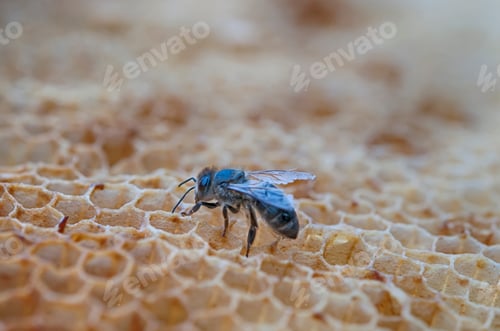 Preview: working bee