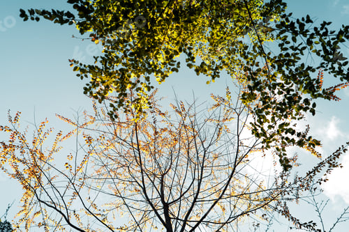 Preview: forest and the autumn leaves are changing colors