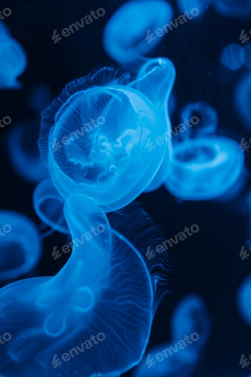 Preview: Blue jellyfish nature texture background
