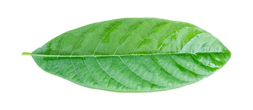 Preview: Avocado leaf isolated on white background with clipping path